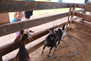 child goat petting zoo