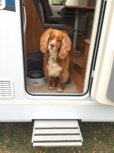 dog in a campervan rv door