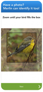 merlin bird id bird watching app for iphone android rv