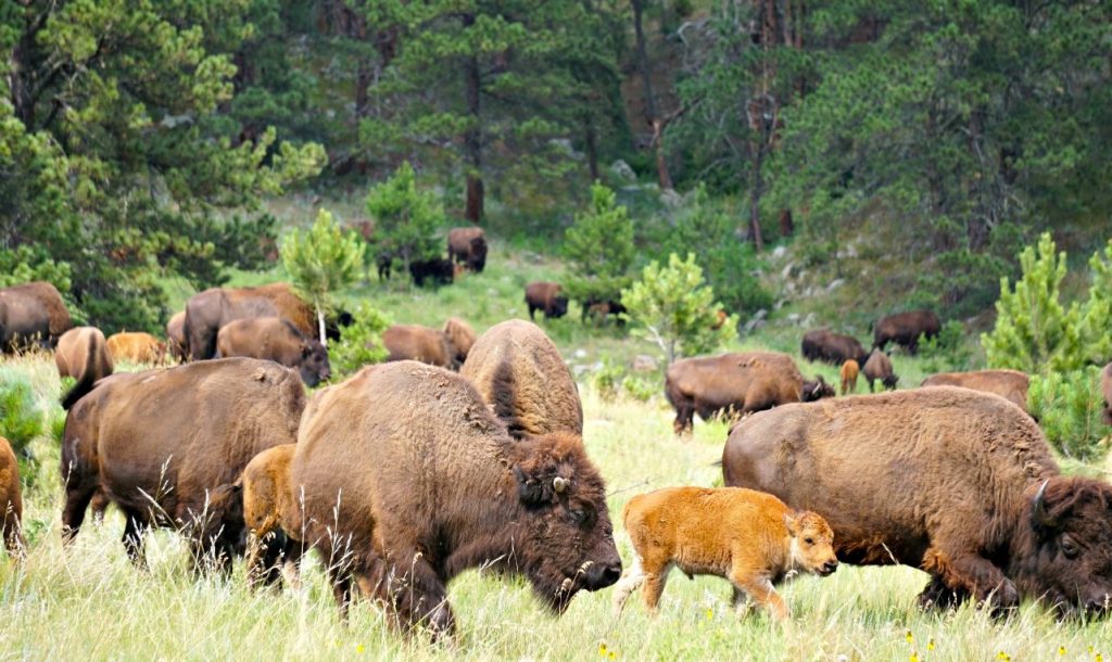 custer state park buffalo south dakota bison wildlife