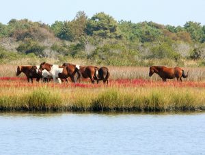 assateague horses national seashore maryland virginia camping