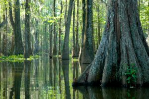 cypress tree bayou louisiana jean lafitte national park new orleans swamp rv camping