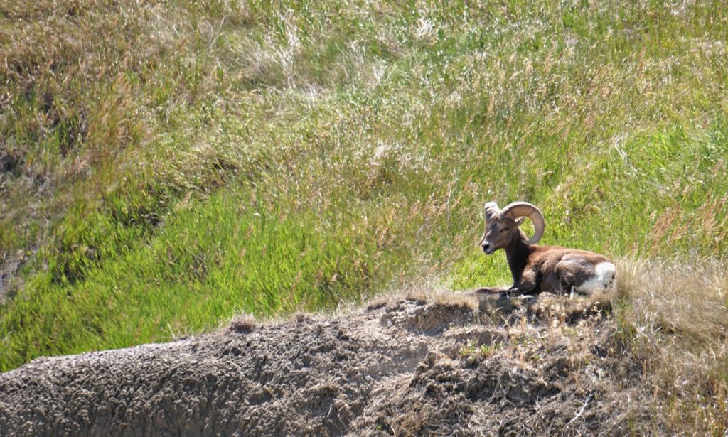 big horn sheep south dakota badlands rv trip wildlife photography