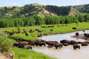 theodore roosevelt national park north dakota rv camping bison 