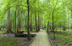 congaree national park south carolina swamp