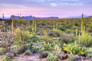 saguaro cactus arizona national park rv camping 