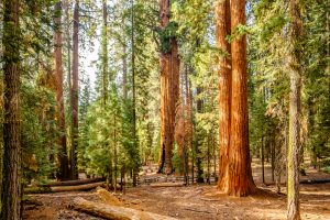 sequoia national park tallest tree in world rv camping