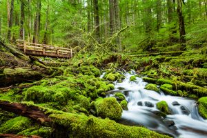 olympic national park washington rainforest rving