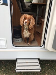 rving with pets pet friendly rv camper rental 