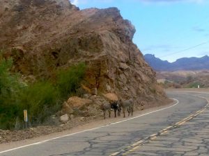 donkeys wild california roadside driving rv dangers